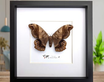 Polilla caio witti enmarcada: arte mural de entomología de origen ético