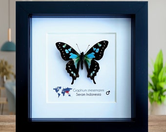 Graphium stresemanni, the tropical blue swallowtail, little blue and black butterfly from Indonesia, Frame 4" x 4"