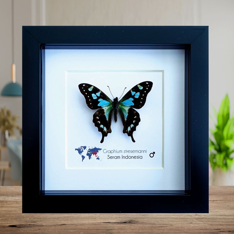 Graphium stresemanni, the tropical blue swallowtail, little blue and black butterfly from Indonesia, Frame 4 x 4 image 1