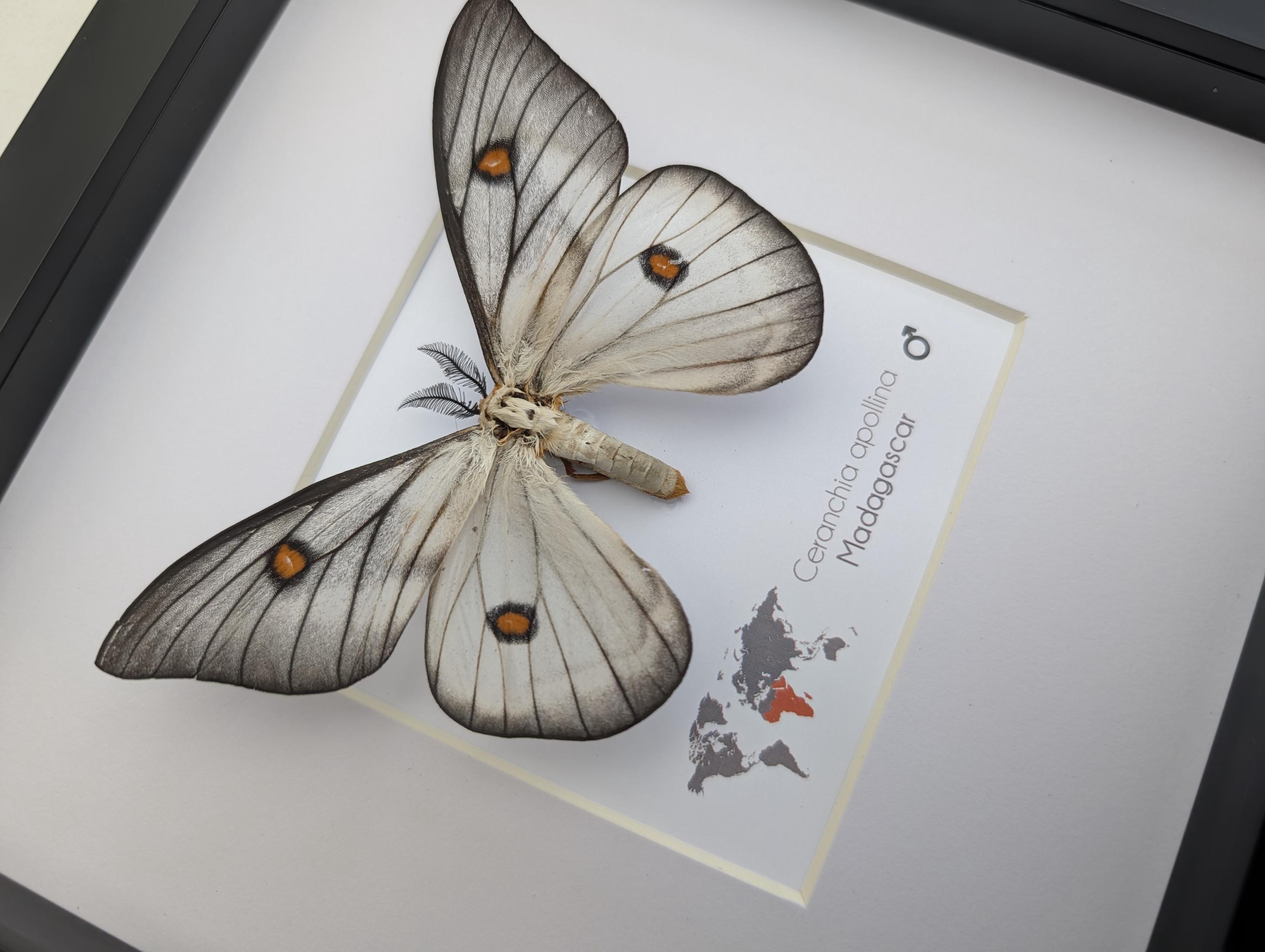 標本 Ceranchia apollina2 pair 112mm 122mm Framed Ghostly Silk Moth: Ceranchia Apollina From Madagascar (8x8