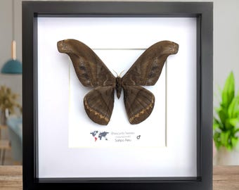 Framed Giant silk moth, Rhescyntis hermes frame display 10"x10"