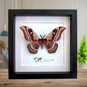 Ingelijste keizersmot van Madagaskar, bunaea aslauga, entomologie kunst aan de muur (8 x 8)