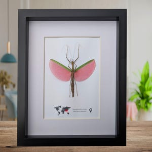 Framed Pink Walking Stick Insect Specimen, Ethically Sourced Taxidermy Display
