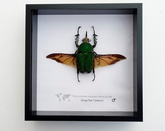 Mecynorrhina torquata immaculicollis, male, giamt emerald beetle, very large beetle, bright green beetle from Cameroon, shadowbox 8" x  8"