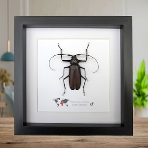 &quot;Gerahmter Macrotoma Serripes Beetle Specimen: &quot;&quot;Entomologie&quot;&quot; Wandbild (15x15cm)&quot;