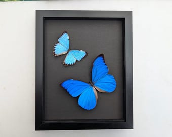 額入りブルーモルフォ蝶剥製、ブラジル、昆虫学展示（8x10インチ