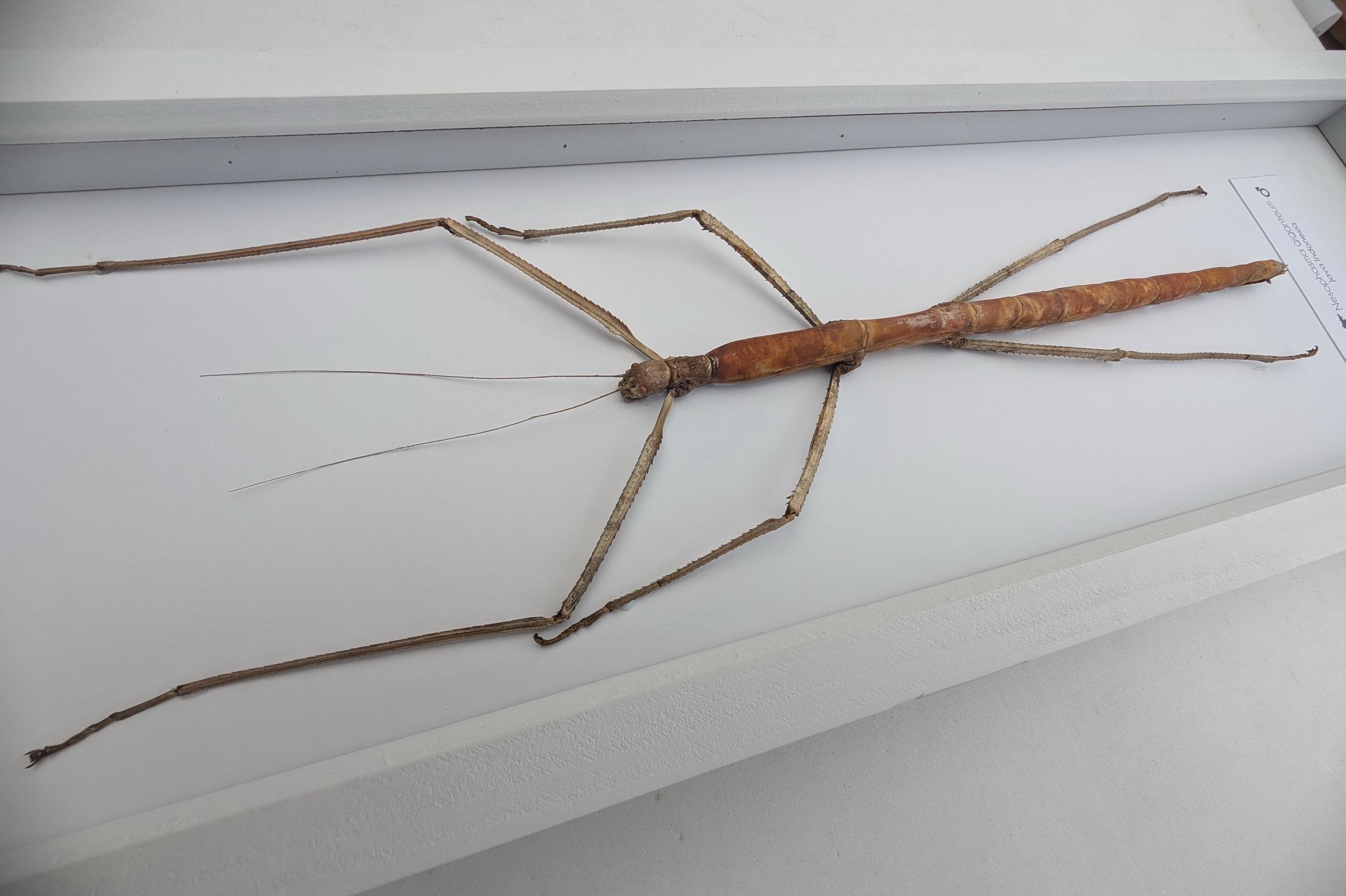 額入り巨大ナナフシ剥製：倫理的に調達された昆虫学ウォールアート