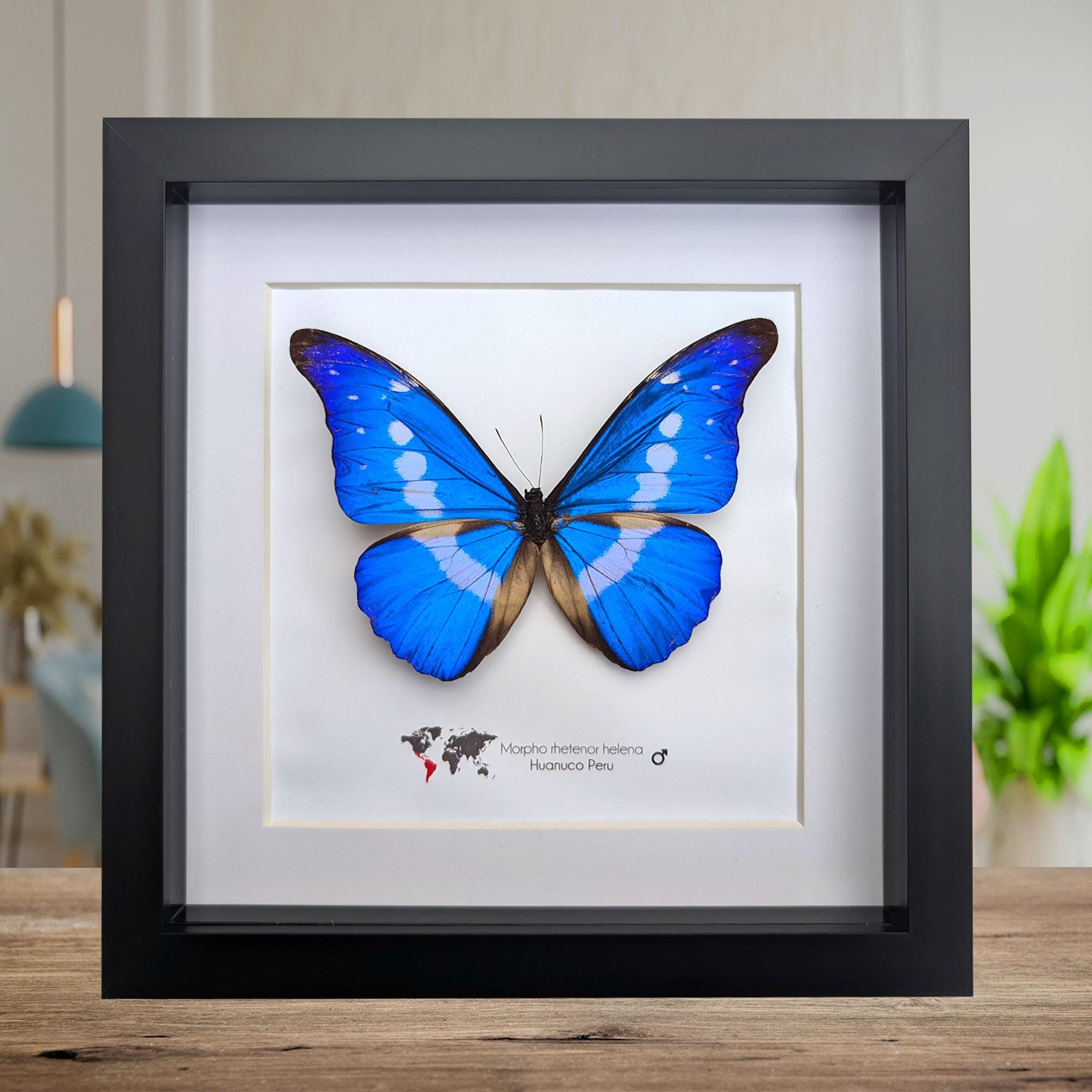 Morpho Helena - Etsy