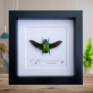Taxidermia de escarabajo flor verde: un regalo entomológico de origen ético
