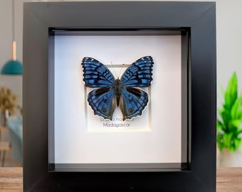 Junonia rhadama, das strahlende Blau, ausgestopfter Schmetterling, Wanddekor, Entomologie Geschenk, blauer Schmetterling, Natur Kunst, Geschenk