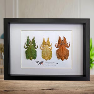 Set of 3 Pulchriphyllium or Phyllium bioculatum, Seychelles leaf insect, Javanese leaf insect, Gray's leaf from Indonesia, Frame size  A4