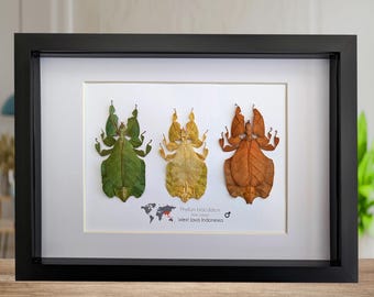 Set of 3 Pulchriphyllium or Phyllium bioculatum, Seychelles leaf insect, Javanese leaf insect, Gray&#39;s leaf from Indonesia, Frame size  A4