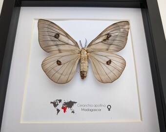 標本 Ceranchia apollina2 pair 112mm 122mm Framed Ghostly Silk Moth: Ceranchia Apollina Female