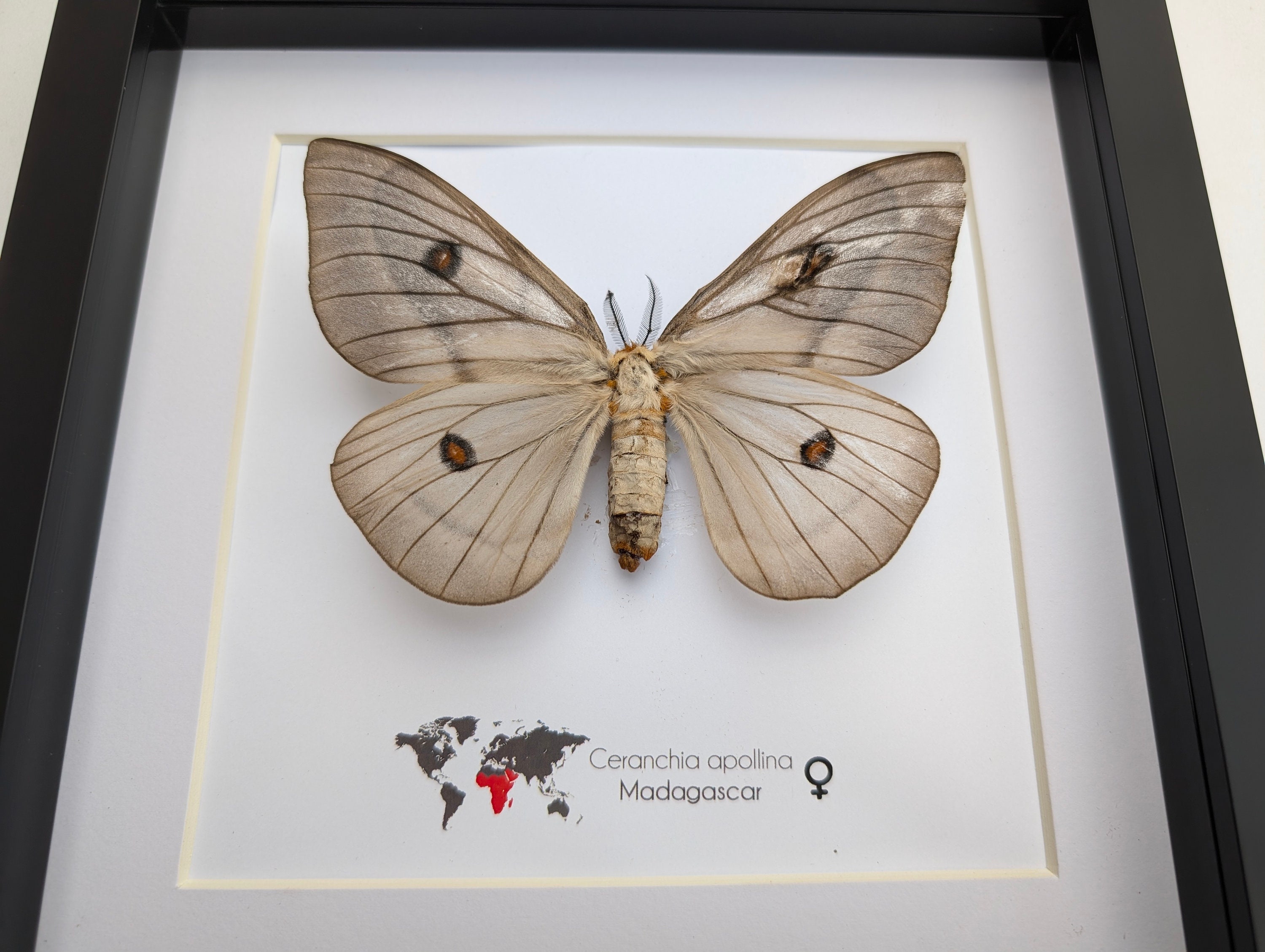 Framed Ghostly Silk Moth: Ceranchia Apollina Female
