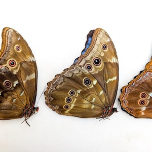 Morpho didius butterfly set, giant iridescent blue, taxidermy papered specimen