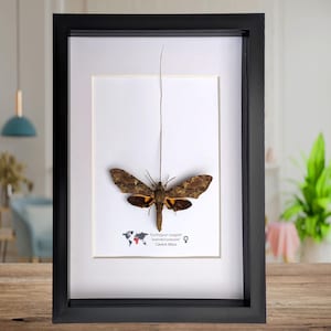 Exhibición de polillas Xanthopan morganii: regalo de entomología, colección de insectos (tamaño A4)