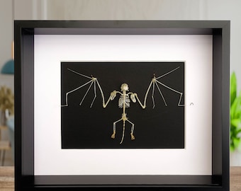 Real skeleton bat, small skeleton, bat skeleton bat from Indonesia, taxidermy bat, open wings, frame 10" x 8"