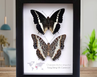 Charaxes brutus, the white-barred emperor or white-barred Charaxes, set of 2 front and back, butterfly from Cameroon, frame 8" x 5"