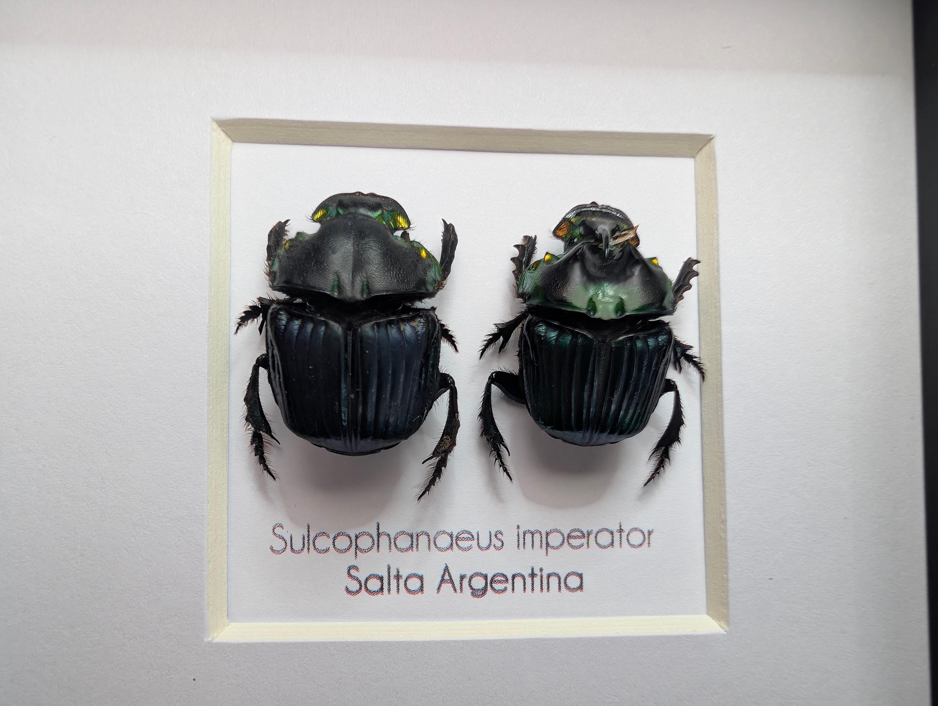 Framed Emperor Dung Beetle Pair, 4x4 Entomology Specimen - Etsy UK