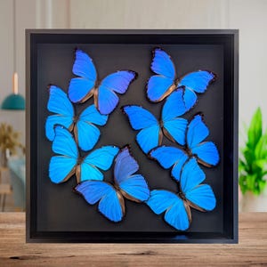 Morpho didius composition, the giant blue Morpho, mosaic made with 9 real iridescent blue real butterflies frame 16" X 16"