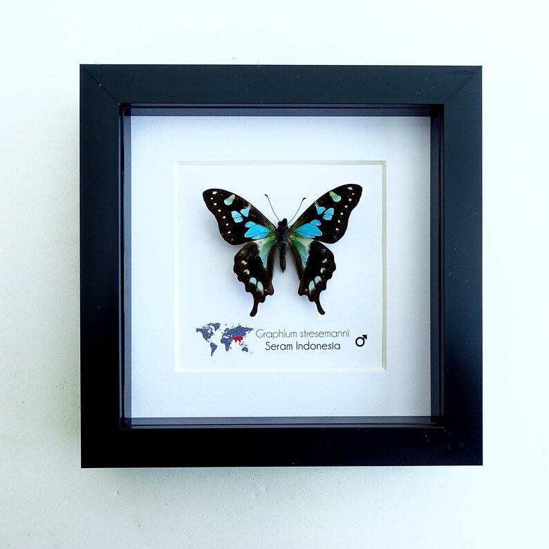 Graphium stresemanni, the tropical blue swallowtail, little blue and black butterfly from Indonesia, Frame 4 x 4 image 6