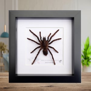 Framed javanese earth tiger tarantula taxidermy, entomology wall art