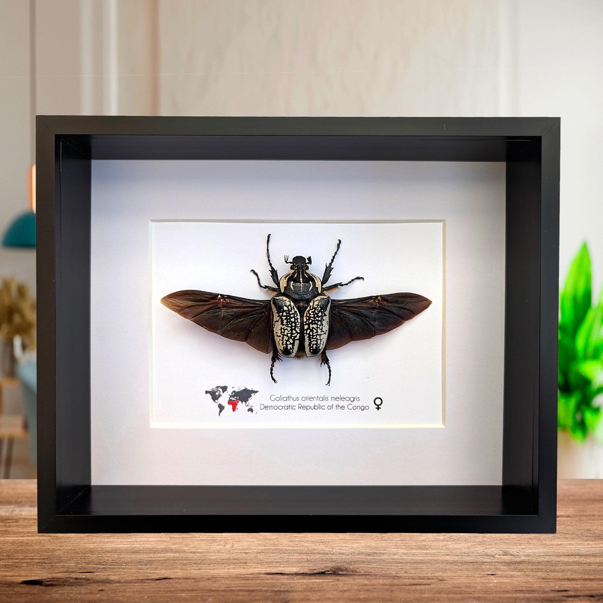 Goliathus orientalis - Etsy 日本