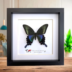 数量限定セール  珍しい黒孔雀蝶の額入り剥製 - メス - dehaani bianor Papilio 絵画