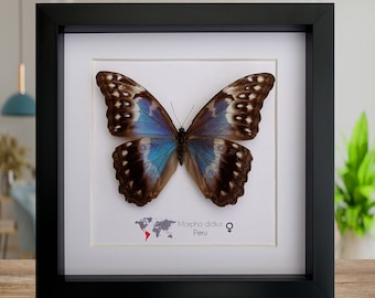 Morpho Didius weiblich, der riesige blaue Morpho, präparierter Schmetterling, schillernder blauer Riesenschmetterling, gerahmt 20 x 20 cm