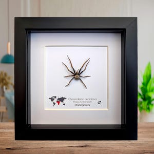 Framed Madagascar Huntsman Spider - Chrosioderma Analalava - 6&quot;x6&quot;