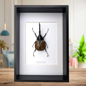 本物のXLサイズの西部ヘラクレスオオカブトの剥製 - Dynastes grantii