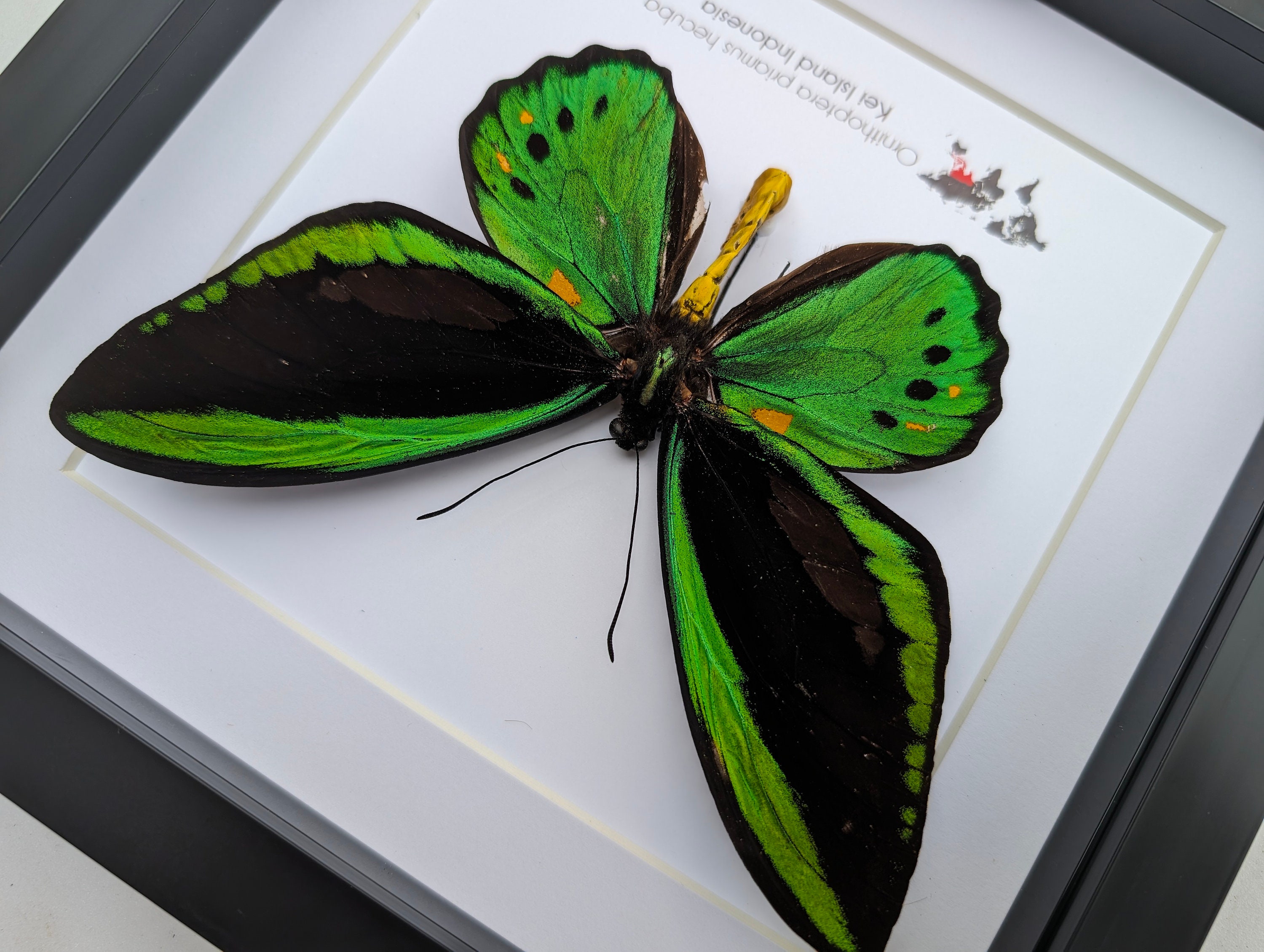 Real ornithoptera priamus butterflies for sale - BicBugs