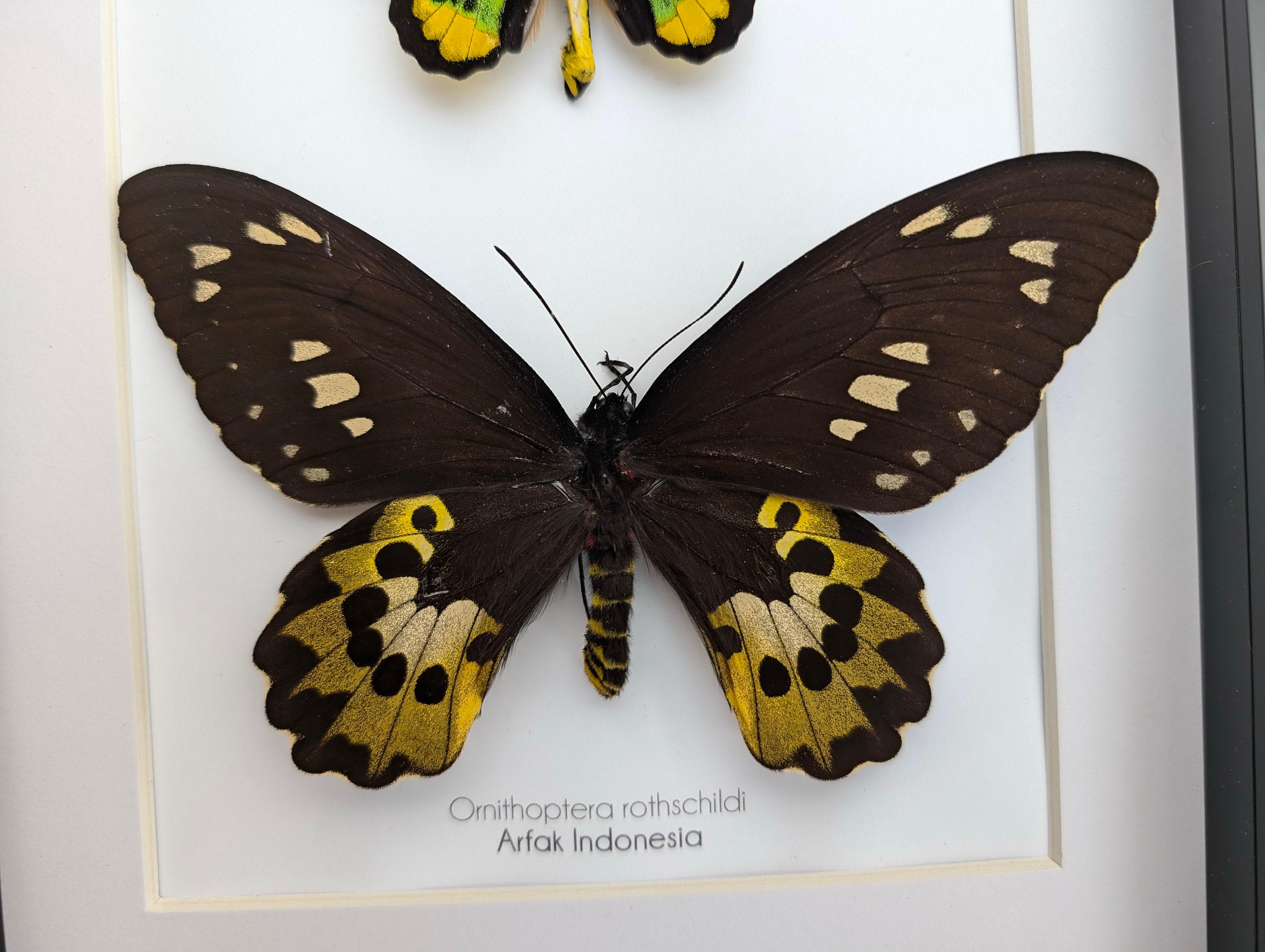 Framed Rothschild Birdwing Butterfly Pair, Taxidermy Entomology