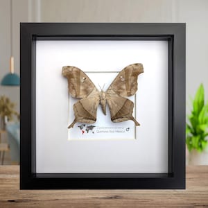 Framed Dead Leaf Moth, Ethically Sourced Entomology Wall Art
