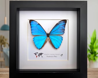 Morpho aurora lamasi, the Aurora morpho, big blue butterfly from Peru, frame 6&quot; X 6&quot;