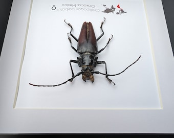 Mexico Callipogon barbatum 81mm Callipogon barbatum Big female