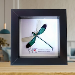 額入り巨大ナナフシ剥製：倫理的に調達された昆虫学ウォールアート