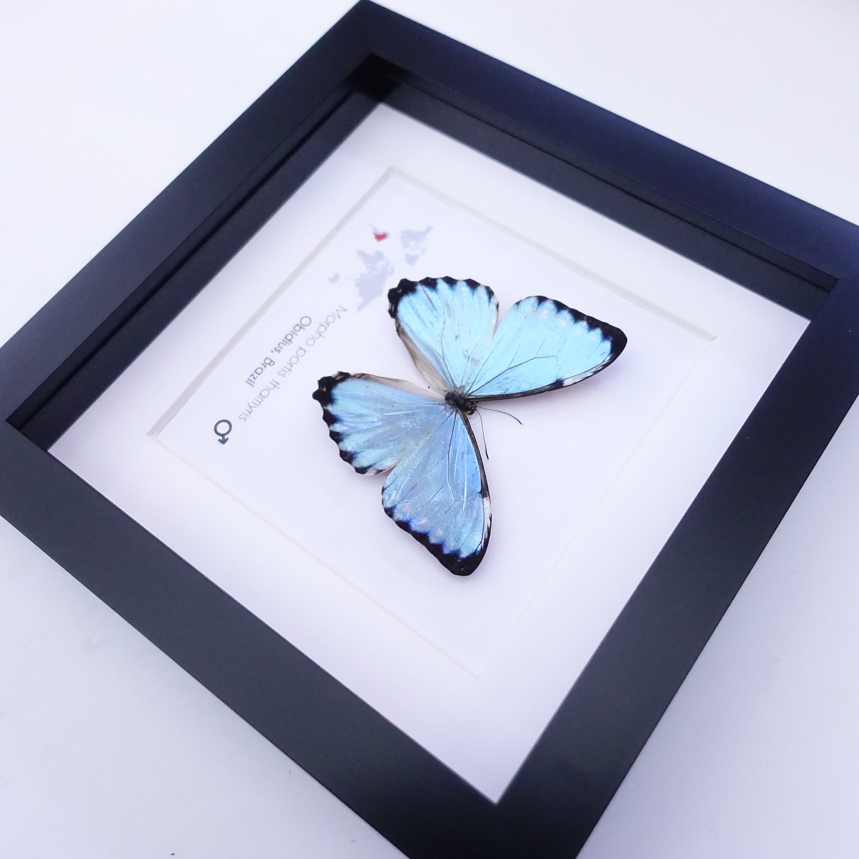 標本 Brazil Morpho portis thamyris 75mm Morpho portis thomyris BRAZIL - World of Butterflies and Moths