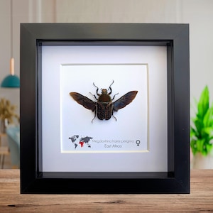 Megalorrhina harrisi peregrina hona, gaffelhornad blomsterbagge, grön skalbagge från Kamerun, ram 15 x 15 cm