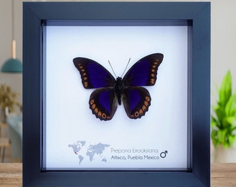 Prepona deiphile brooksiana, the Orange-spotted Prepona, purple and orange butterfly from Mexico, male, frame 6" X 6"