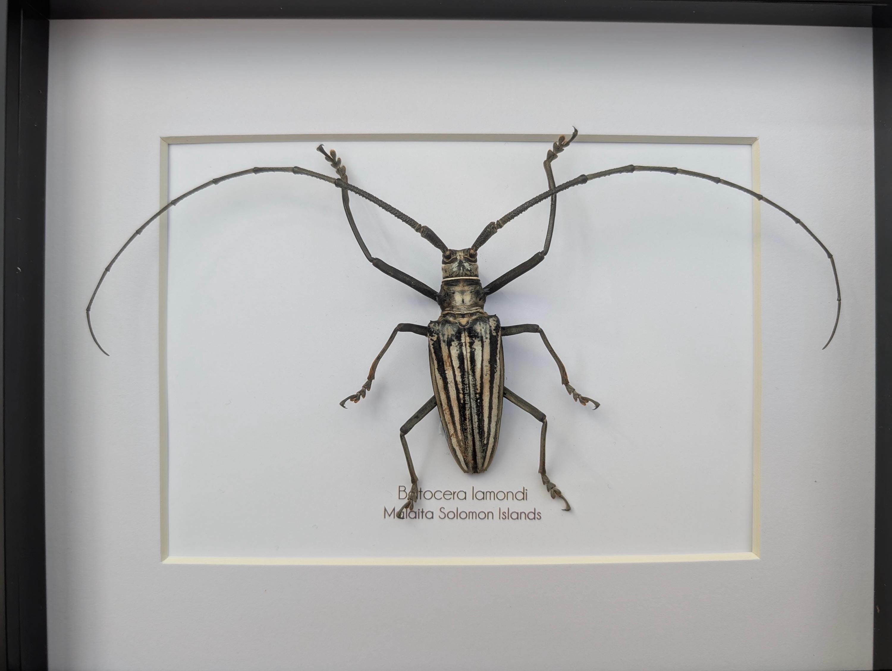 Framed Batocera Lamondi Beetle, Solomon Islands Insect Wall Art - Etsy