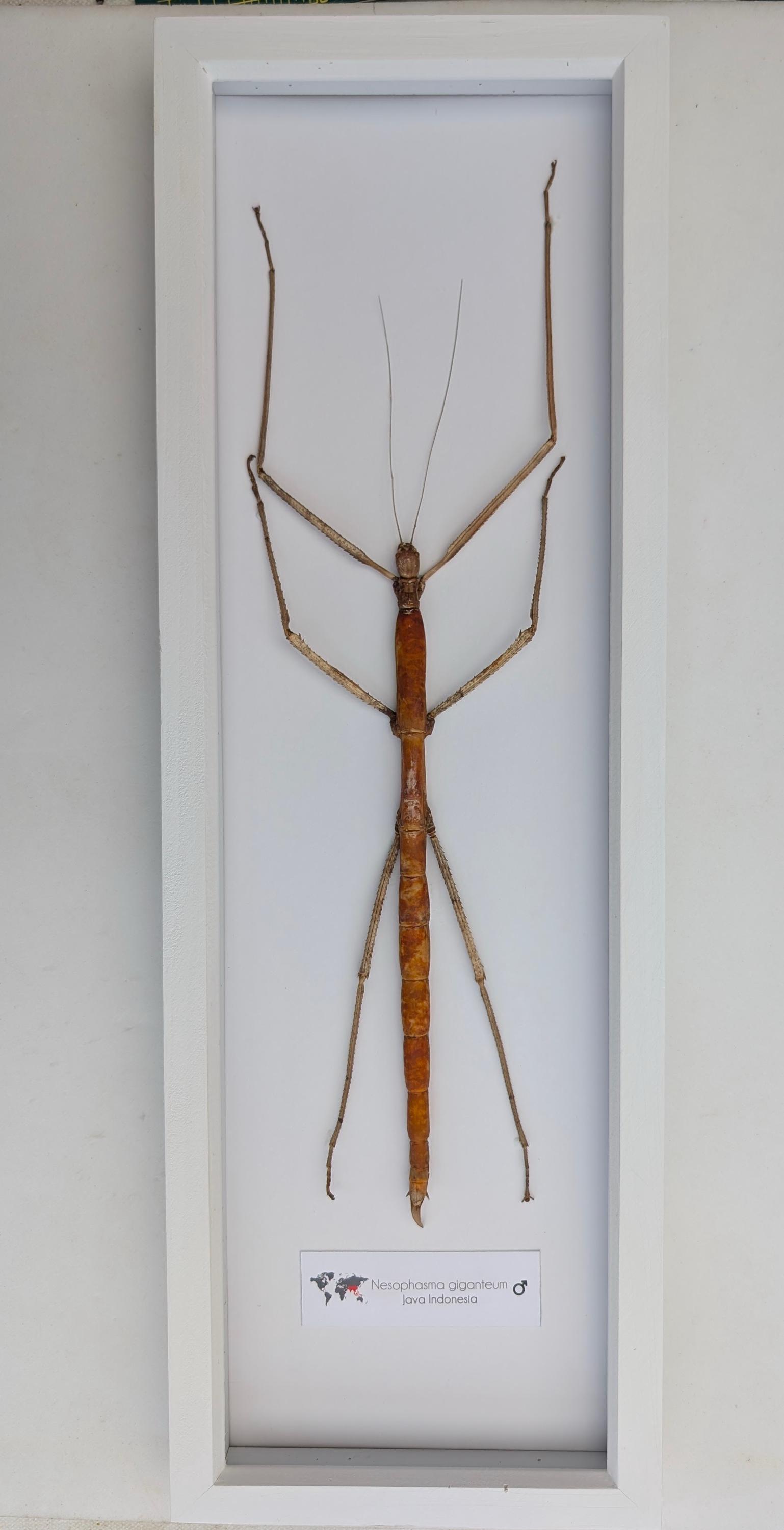 額入り巨大ナナフシ剥製：倫理的に調達された昆虫学ウォールアート