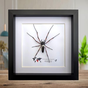 Framed red-legged golden orb-weaver spider from madagascar (8x8)