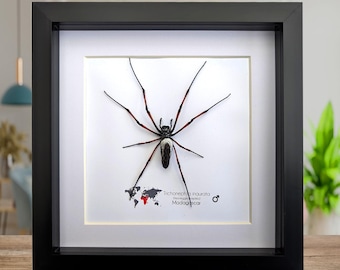 Framed red-legged golden orb-weaver spider from madagascar (8x8)