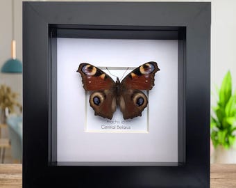 Framed european peacock butterfly: entomology wall art (4" x 4")