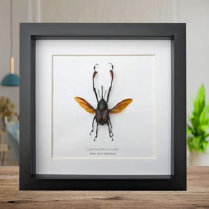 Escarabajo Cyrtotrachelus buqueti enmarcado, taxidermia de Java Occidental, regalo de entomología, 8x8