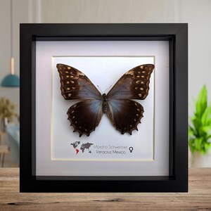 Framed purple morpho butterfly, rare taxidermy display (8x8)