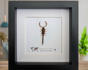 Gerahmter Gold-Skorpion-Wanddekor: ethisch hergestellte Wissenschaftssammlung (6 "x 6")