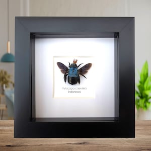Inramad blå timmerbi-taxidermi: etiskt framställd entomologisk väggkonst
