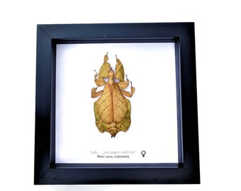 Pulchriphyllium or Phyllium bioculatum, Seychelles leaf insect, Javanese leaf insect, Gray's leaf from Indonesia, RED, framed  6" X 6"